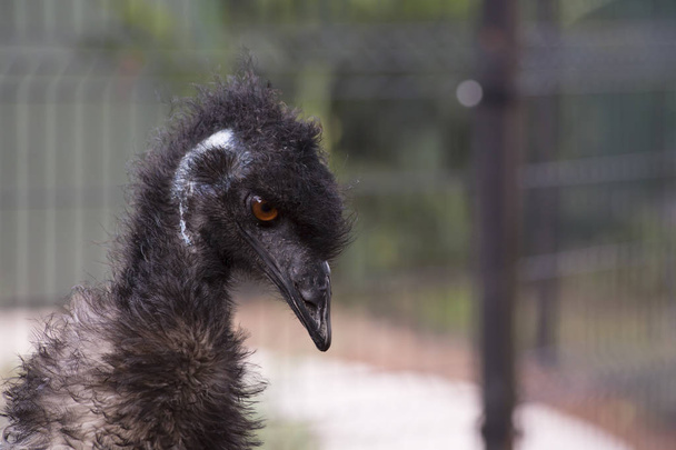 Primer plano del emu
 - Foto, imagen