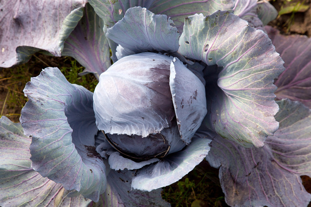 Red cabbage in garden - Photo, Image