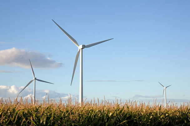 turbiny wiatrowe w polu kukurydzy - Zdjęcie, obraz