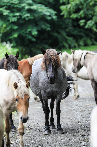 horses in pasture,hokkaido - Photo, Image
