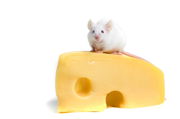 Белая мышь сидит на большом куске сыра
 - Фото, изображение