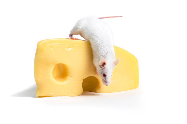 Ratón blanco posado sobre un gran bloque de queso
 - Foto, Imagen
