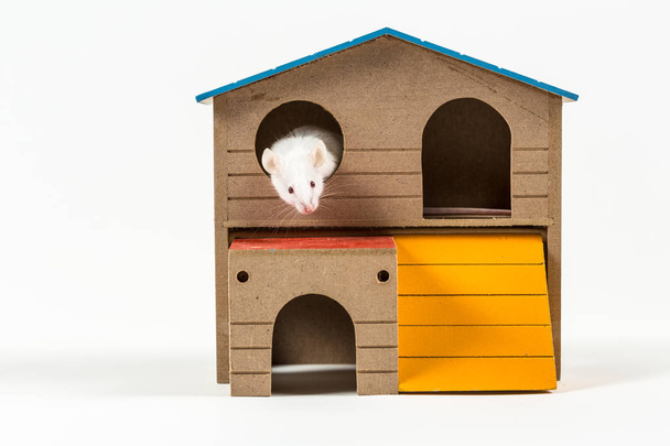 White mouse in a rodent house - Fotografie, Obrázek