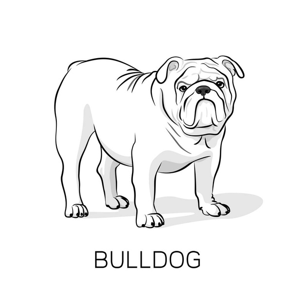 Dibujos animados Bulldog.Dog Inglés ilustración
 - Vector, imagen