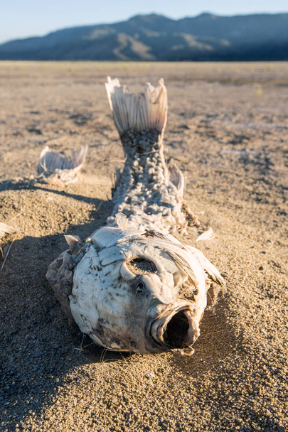 Мертвый удушенный рыбный скелет
 - Фото, изображение