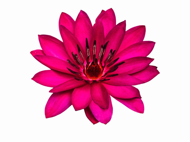 Крупним планом квітуча лілія або лотос ізольовані Білий
 - Фото, зображення