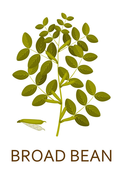 Ampla planta de feijão com folhas e vagens. Ilustração vetorial
. - Vetor, Imagem