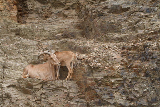 Férfi és női kaukázusi tur vadon élő természetes élőhelyük - Fotó, kép