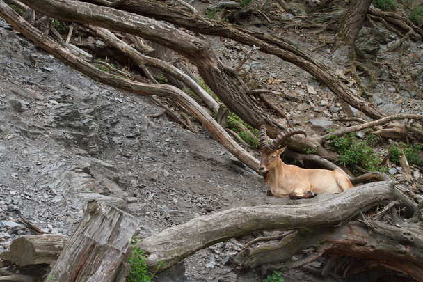 Jovem macho selvagem caucasiano tur no fundo de rocha
 - Foto, Imagem