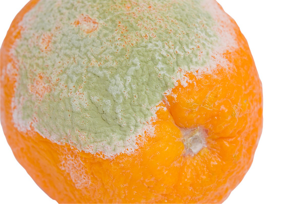 Mildew on an orange - Photo, Image