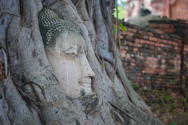 Buda en las raíces
. - Foto, Imagen