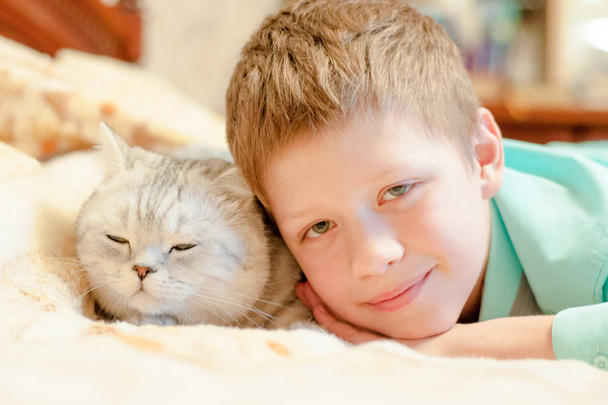 Brit Rövidszőrű macska tenyészt, de egy fiú - Fotó, kép