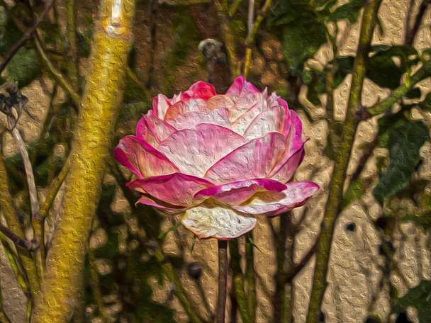 Фон викривленої троянди
 - Фото, зображення