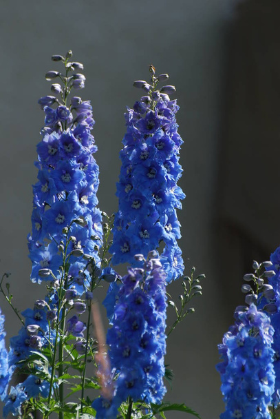 lupiineja kukkia puutarhassa lähellä Bolzano, Italia
. - Valokuva, kuva