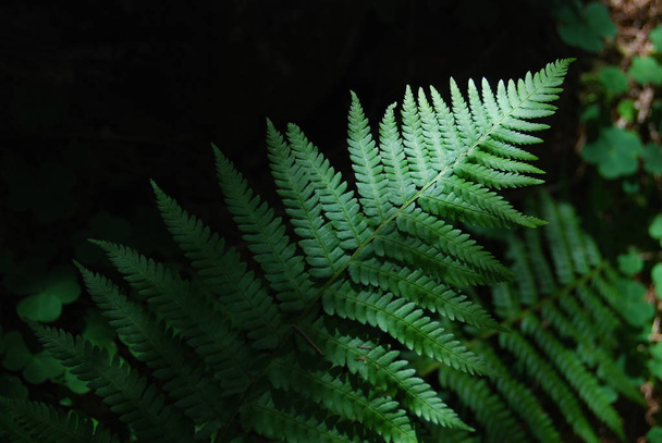 Ferns in a Forest - Photo, Image