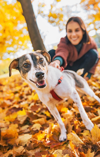 Closeup on dog on leash pulling young woman outdoors in autumn - Valokuva, kuva