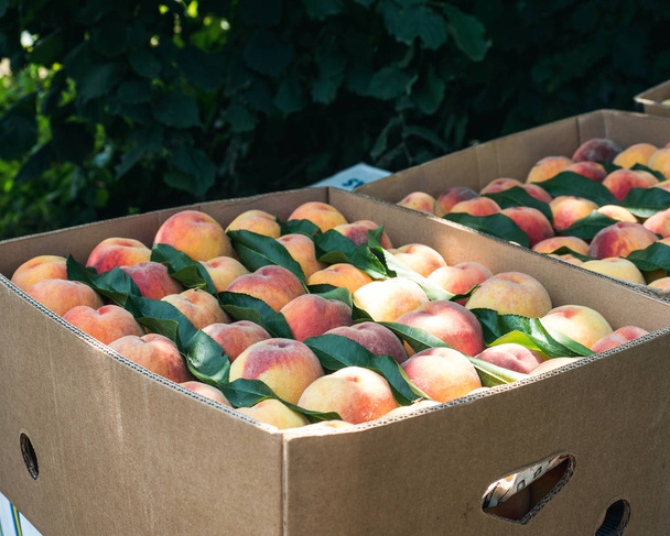 Peaches in the box in the garden - Fotografie, Obrázek