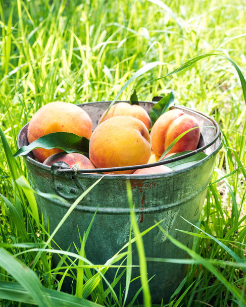 Свіжі персики в саду
 - Фото, зображення
