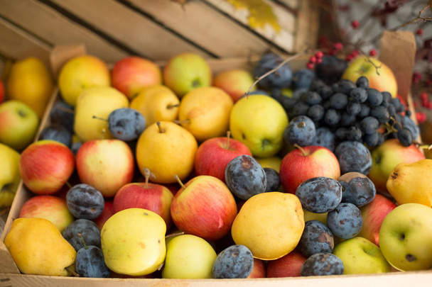 Mixed fruits background. Fresh apples. - Photo, Image