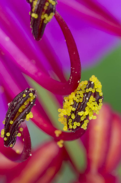 Kaunis keltainen geranium heteitä
 - Valokuva, kuva