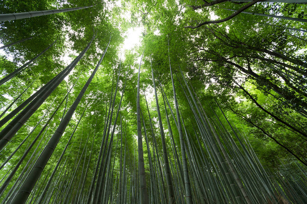 Arboledas de bambú de Arashiyama  - Foto, imagen