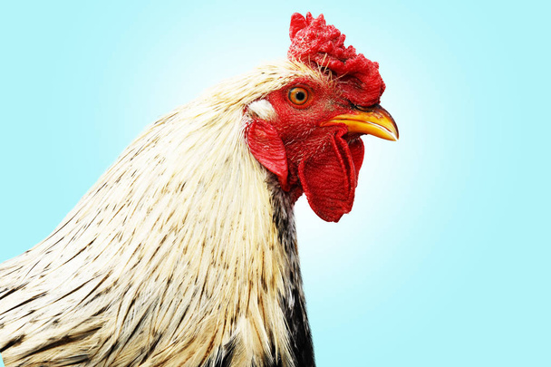 cock with a red crown on a blue background - Fotografie, Obrázek