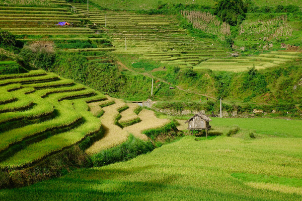Landschap van terrasvormige rijstvelden in Mu Cang Chai, Noord-Vietnam. De gemiddelde hoogte van Mu Cang Chai is ongeveer 1000 meter boven de zeespiegel. - Foto, afbeelding