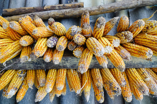 Zralé sušené kukuřičné klasy visí na dřevěném domě mungové v Severním Vietnamu. Hmongů jsou etnická skupina od hornaté oblasti Vietnamu. - Fotografie, Obrázek
