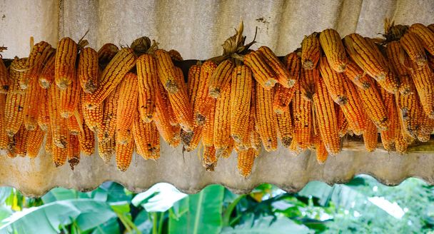 mazorcas de maíz secas maduras colgando en la casa de madera de la gente Hmong en el norte de Vietnam
. - Foto, imagen