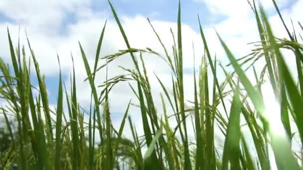 Campo di risaia
 - Filmati, video