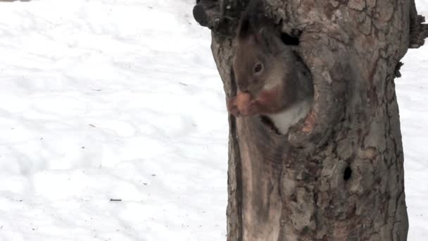 σκίουρος τρώει ξηρούς καρπούς - Πλάνα, βίντεο