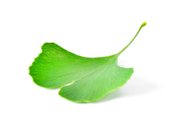 Φύλλα γκίνγκο μπιλομπά - Φωτογραφία, εικόνα