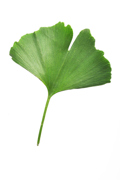 Ginkgo Biloba leaf - Photo, Image