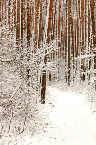 beautiful winter forest - Foto, afbeelding