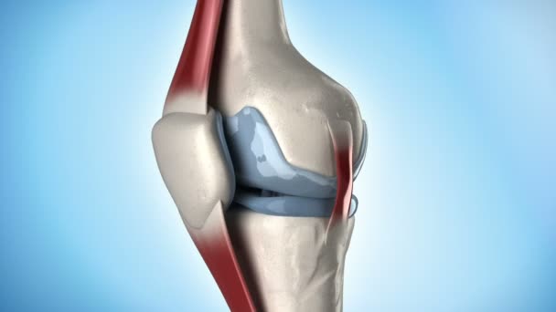 Knee medical anatomy in loop - Footage, Video