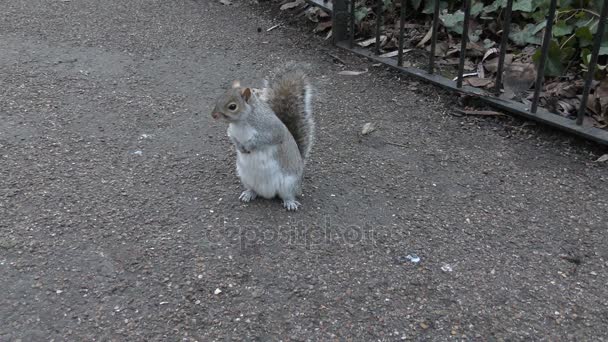 Squirrel standing still on the sidewalk.  - Footage, Video