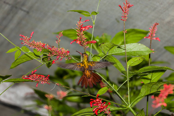 Koliber w locie na kwiat - Zdjęcie, obraz