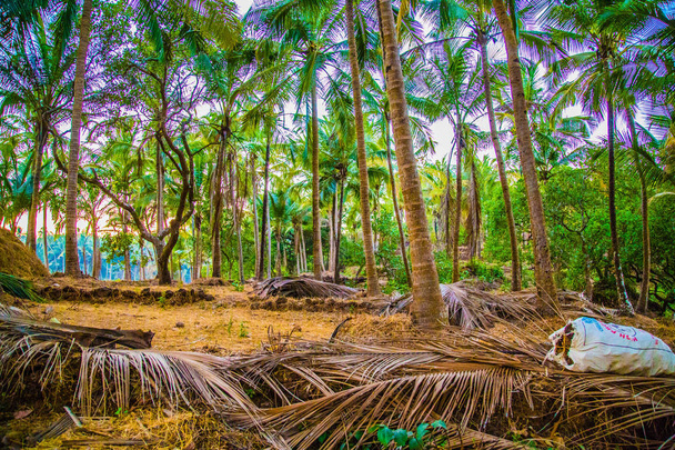 Ormanda palmiye ağaçları - Fotoğraf, Görsel