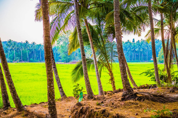 Palm beach on rice field, Índia
 - Foto, Imagem