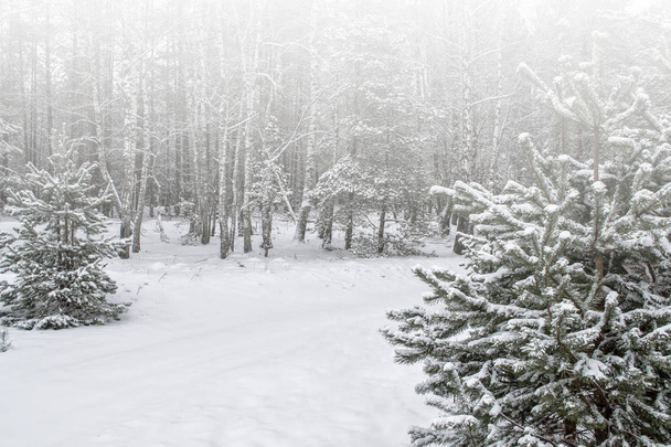  Κατεψυγμένα χειμερινά δάση με χιονισμένα δέντρα. - Φωτογραφία, εικόνα