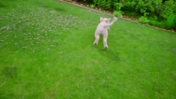 Villakoira pelaa palloa vihreällä ruoholla. Leikkisä koira juoksee pallo suussa
 - Materiaali, video