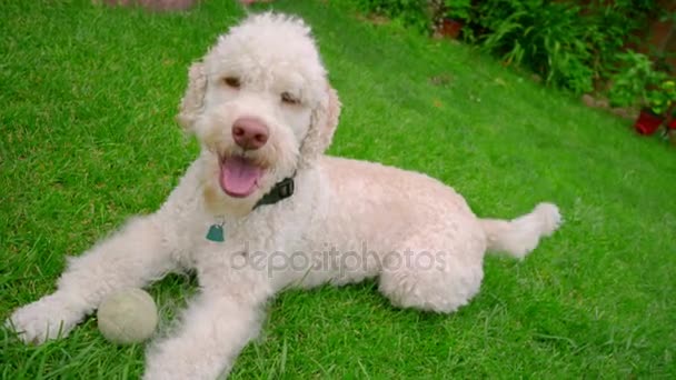 幸せな犬が草の上に横たわって。緑の芝生で休んで白いラブラドゥードル - 映像、動画