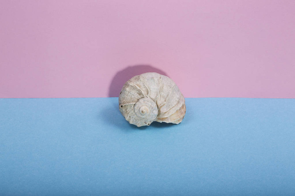 Seashell on a colored background - Photo, Image