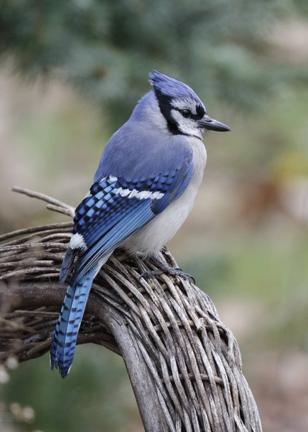 Blue Jay perched on a wicker chair - Photo, Image