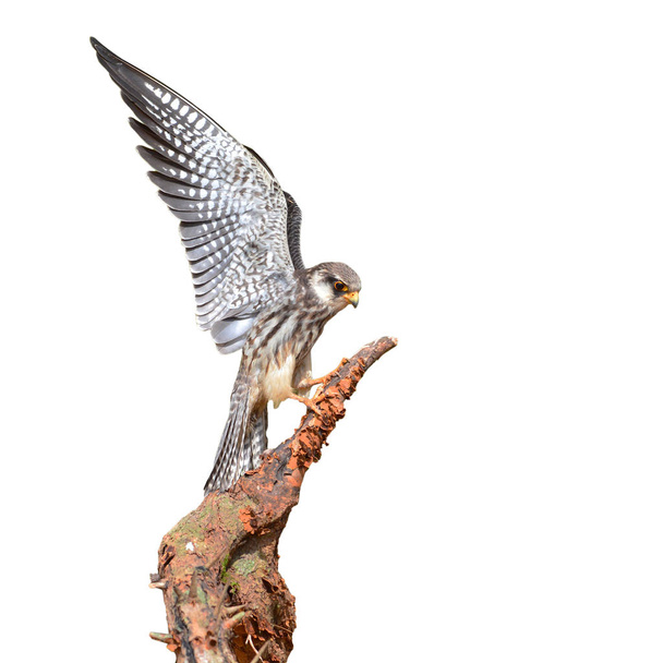 Амурский сокол
 - Фото, изображение