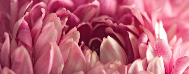 Image of beautiful flower asters closeup. - Fotó, kép