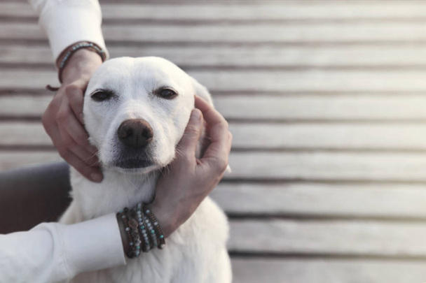 dog enraptured in the embrace of his master - Φωτογραφία, εικόνα