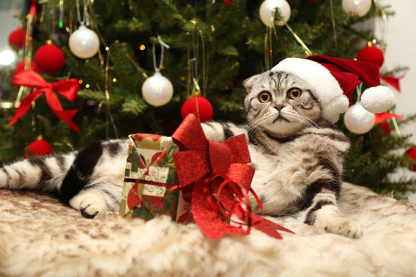 Cat in a suit of Santa Claus  - Photo, Image