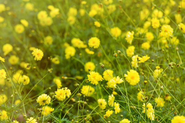 gelbe Blüten blühen in natürlicher Umgebung auf einer Sonne - Foto, Bild