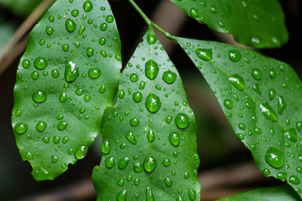 Regen auf einem grünen Blatt. Nahaufnahme natürliche Ansicht des grünen Blattes mit Polizisten - Foto, Bild